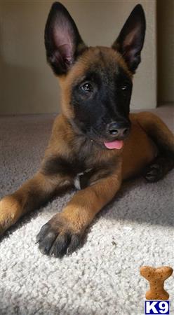 RMK Sport Dogs Picture 3